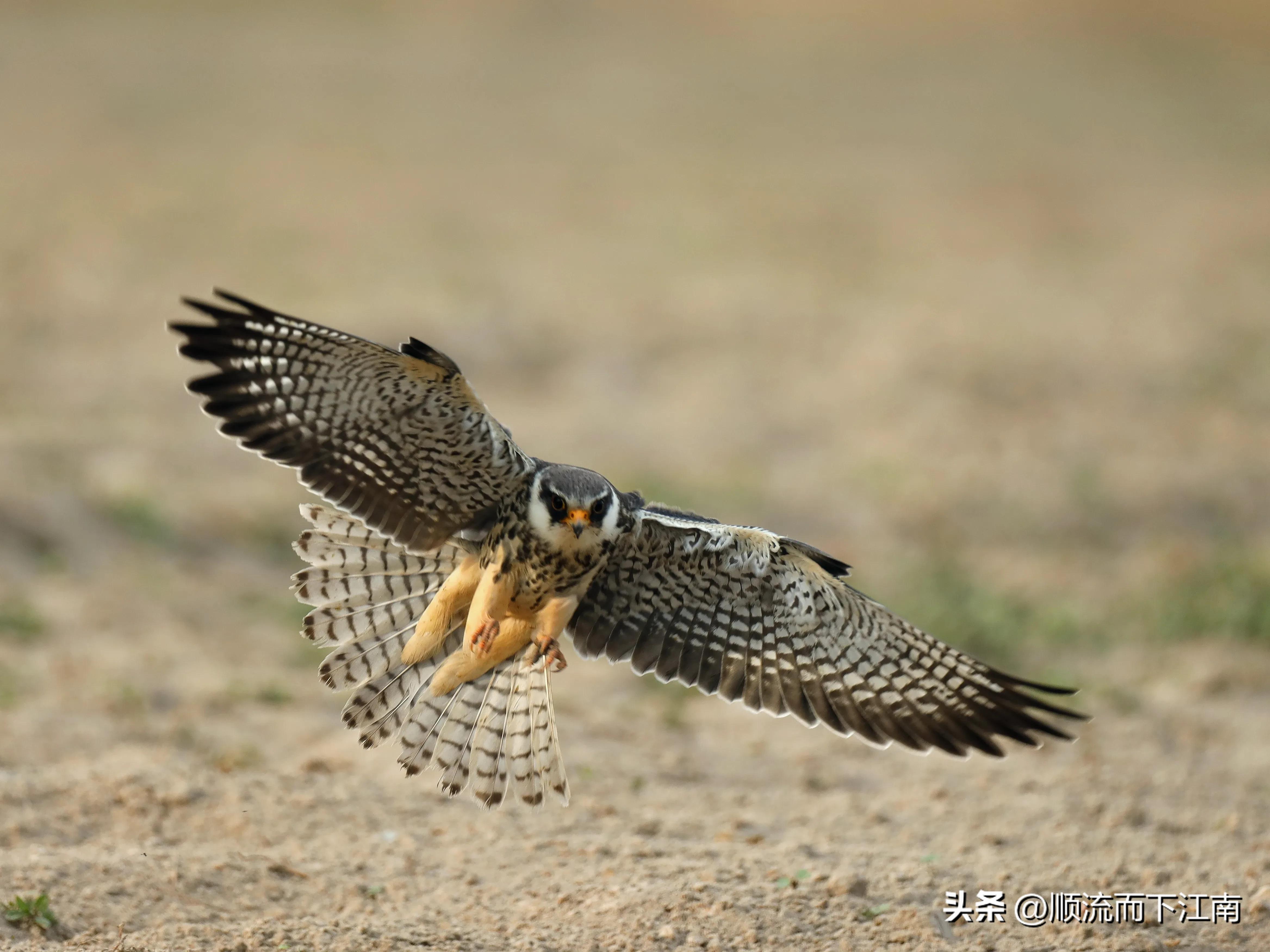 红脚隼叫声,红脚隼