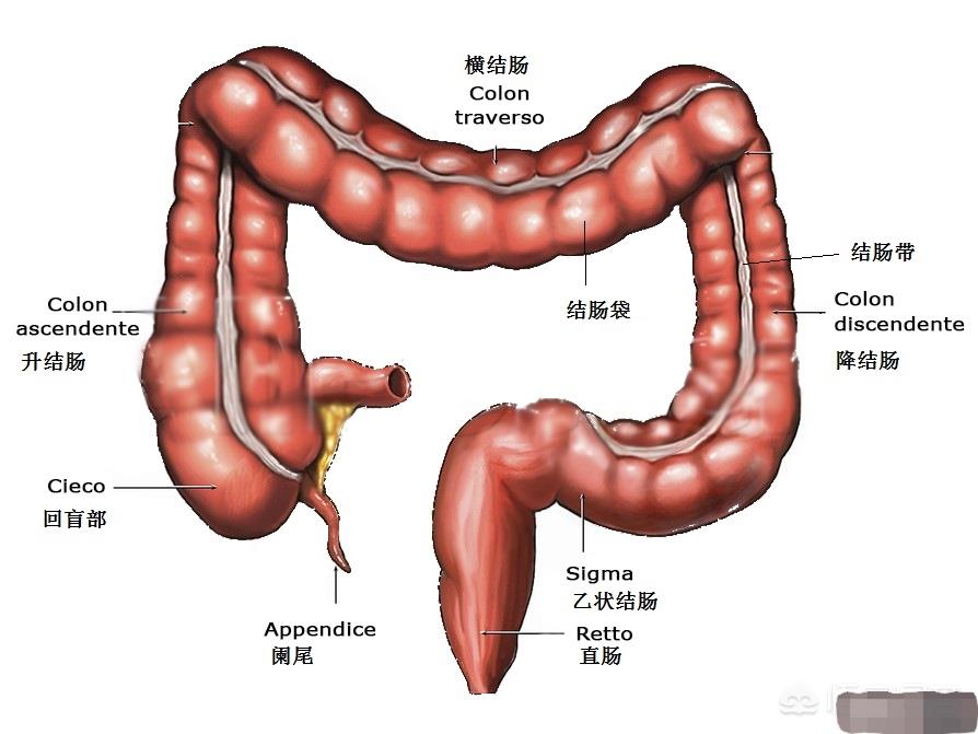 人死后开棺为什么看到嘴里出血,人死进棺材