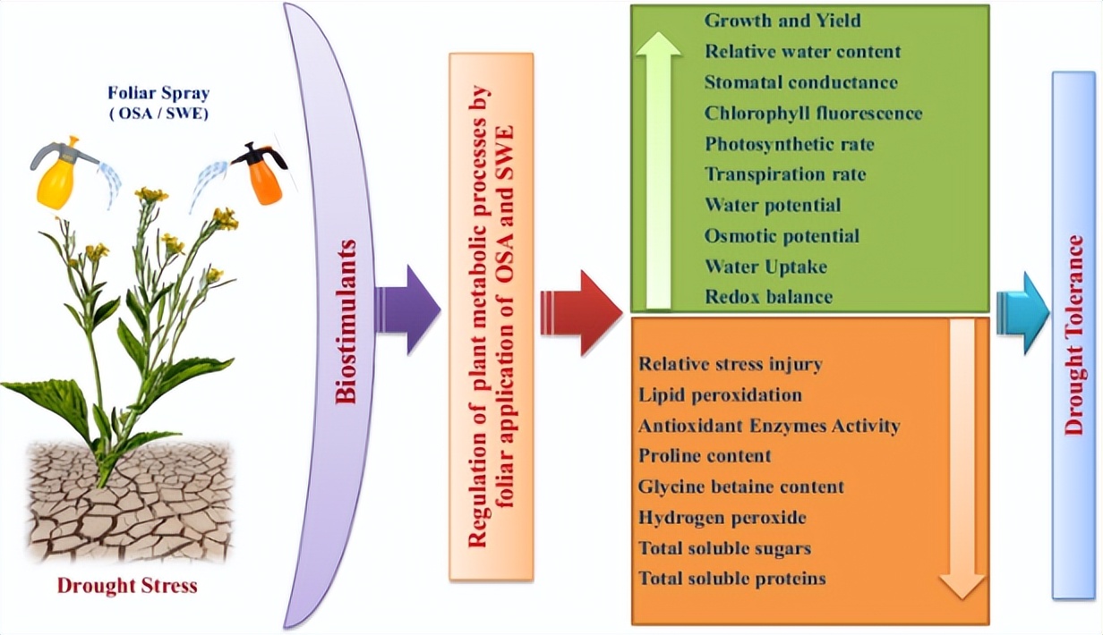 探究结节叶藻作为生物刺激剂在改善乌头草（Jacq）生长性能的用途