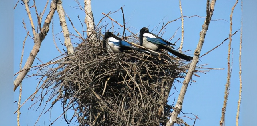（原创）有一种吉祥叫喜鹊