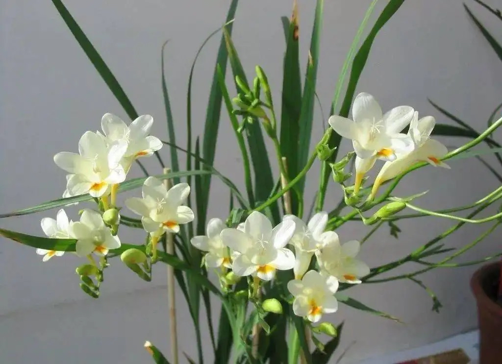 最适合小花盆种的花,顽强的小花草