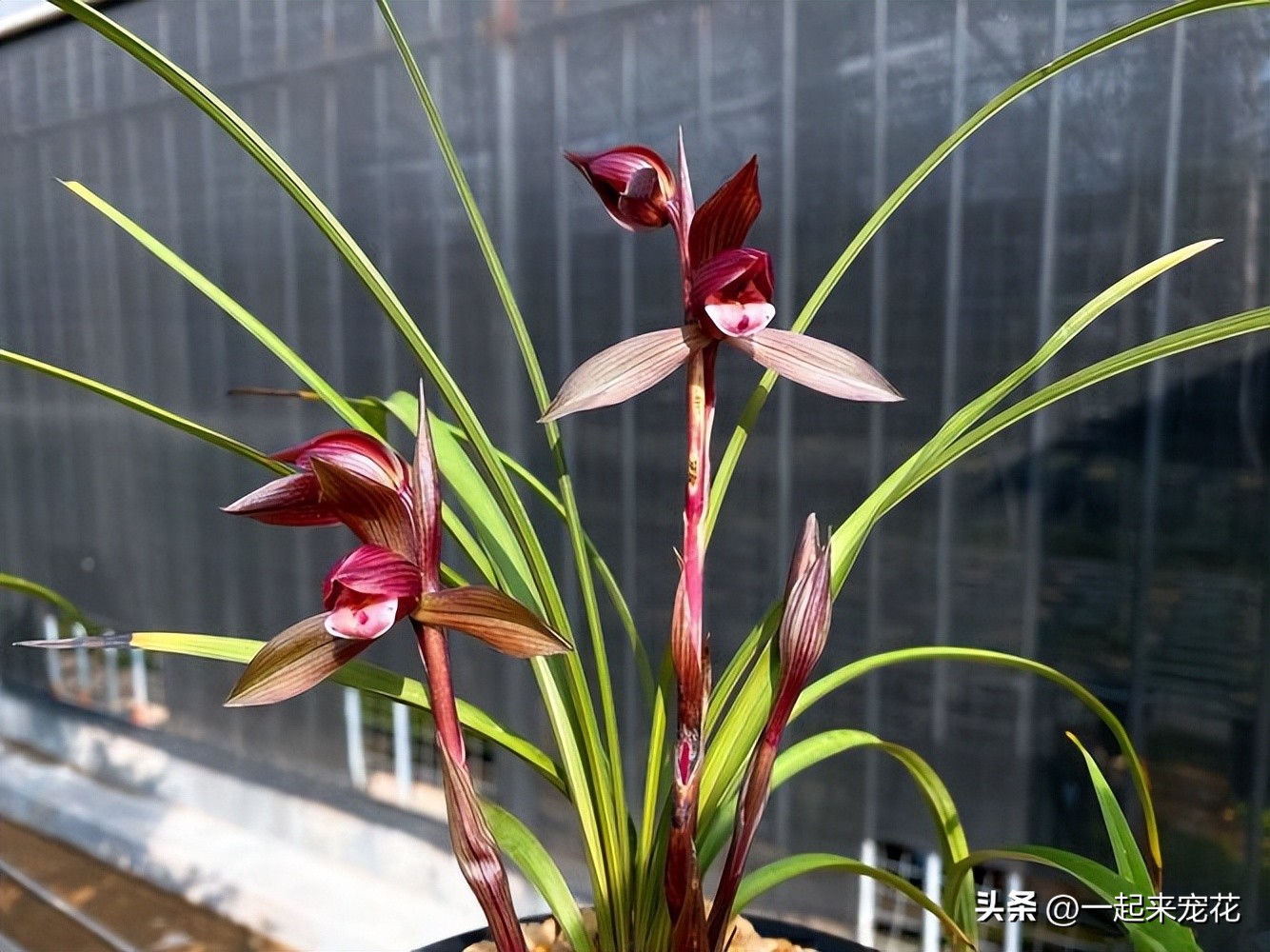 11-12月份开花的兰花是什么兰花,什么样的兰花好养并且花好看且香