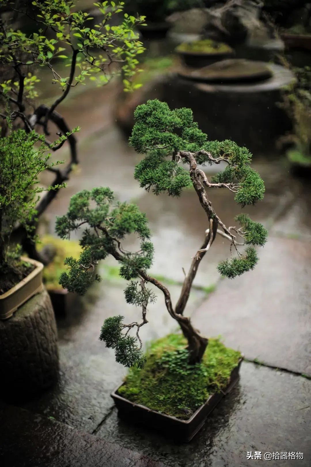 闲情雅致盆景造型,闲情逸致栽花种草