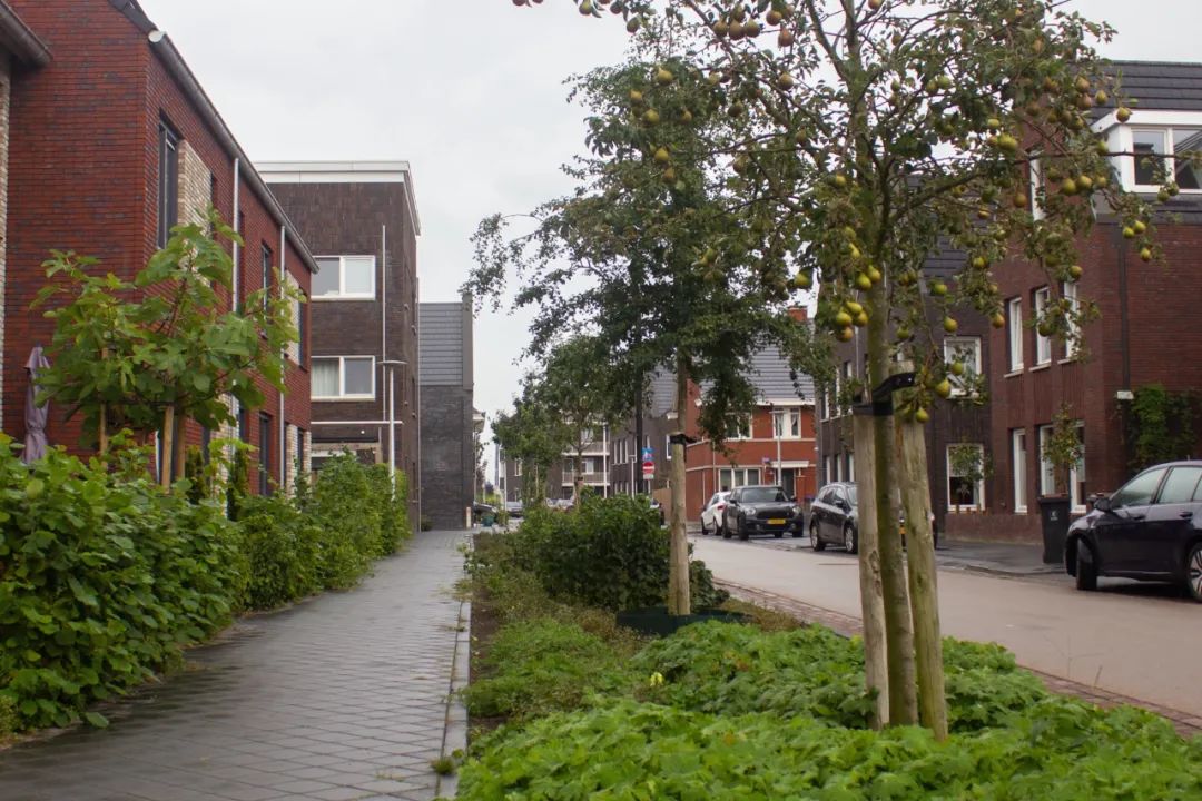 一个可以食用的绿色社区|RijnvlietEdibleNeighborhood