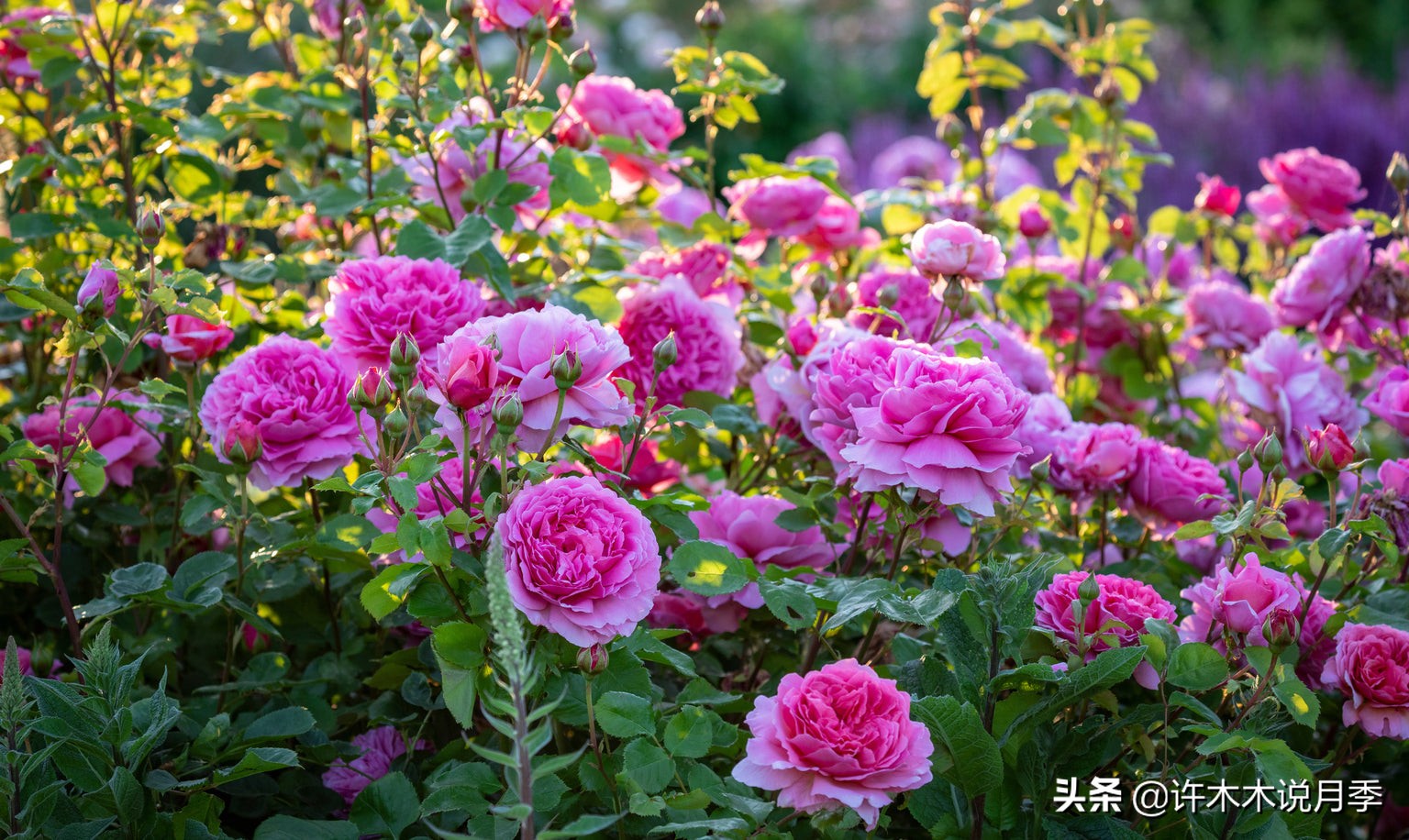 月季常见的毛病有哪些图片,月季黑心怎么回事