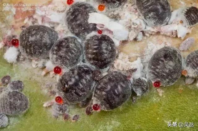 女生的口红竟然是虫子做的,美女口红里有虫子