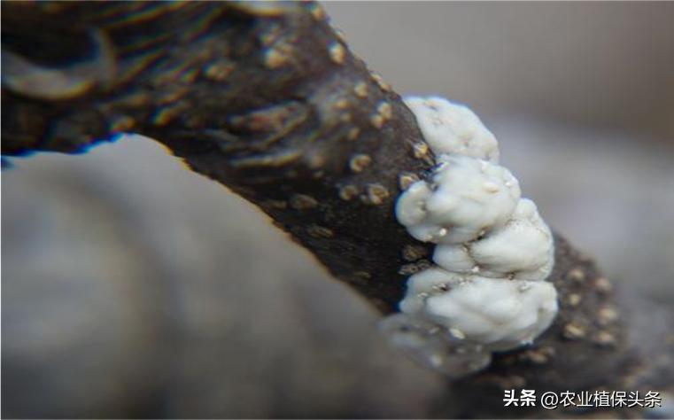 昆虫和害虫种类,昆虫和害虫的分类
