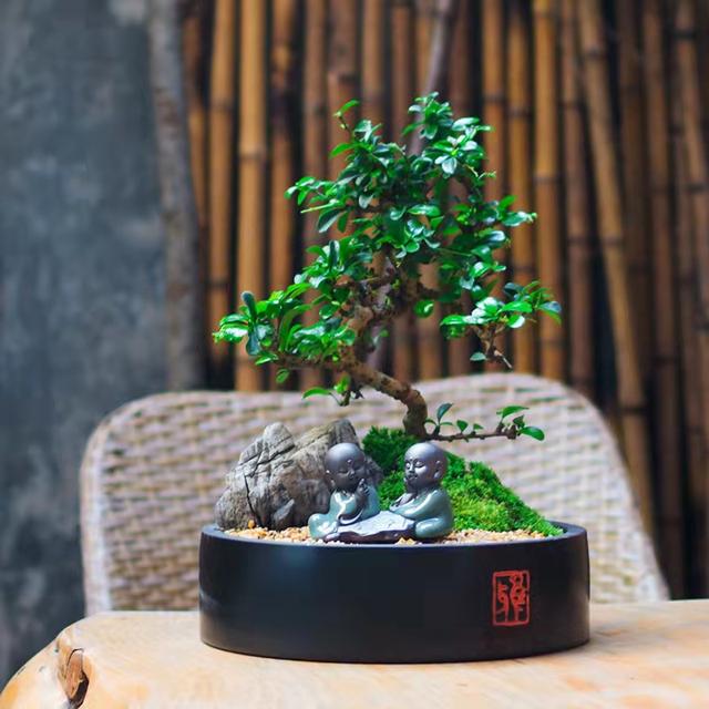 冬天小叶紫檀盆景如何养护,小叶紫檀不怕暴晒