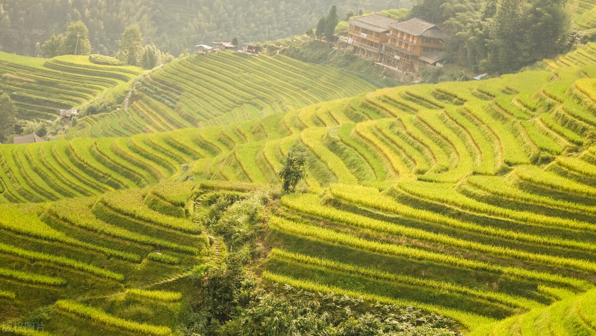广西梯田龙脊梯田,龙脊梯田世界一绝美不胜收