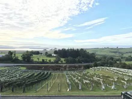 顶流葡萄酒,王牧笛法国尼斯