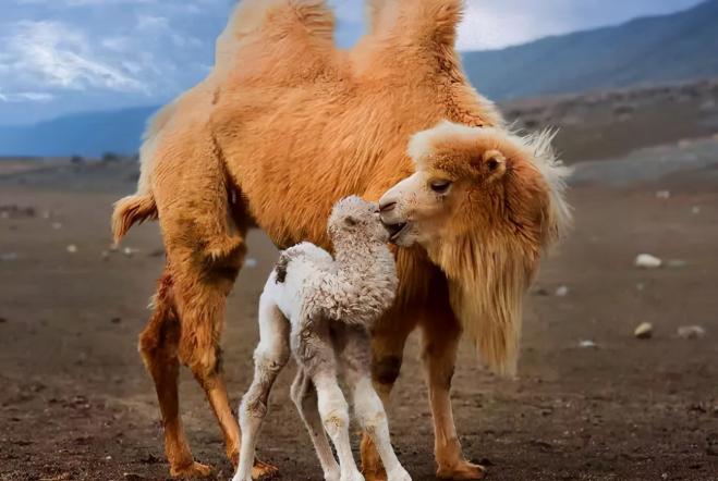 骆驼奶为什么只有奶粉,骆驼奶为什么不脱脂