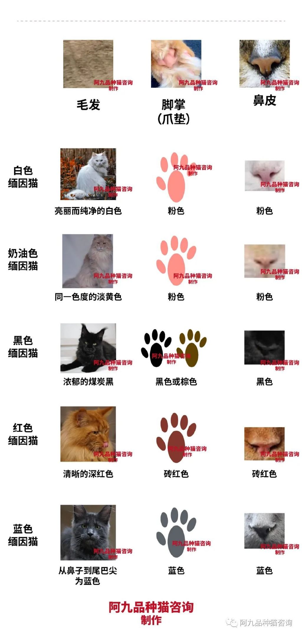 缅因猫品相极好的多少钱,品相一般的缅因猫什么价格