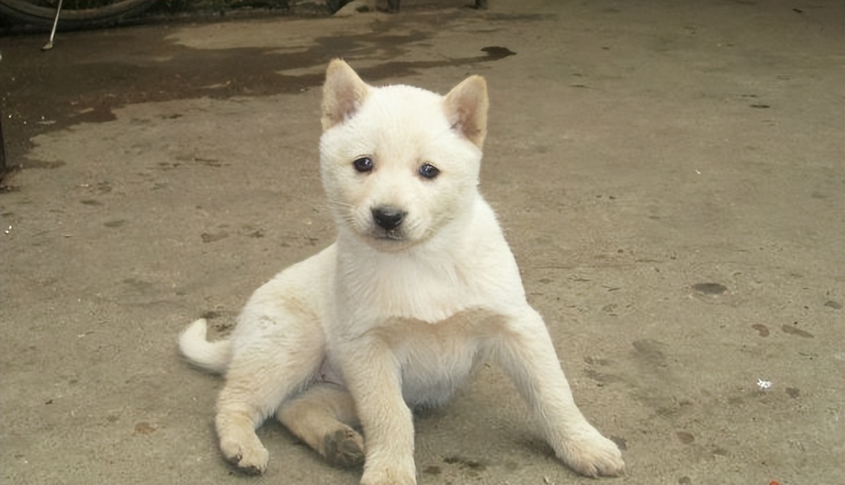 黄身白面土狗有什么说法,一黄二黑三花四白为什么黄色最好