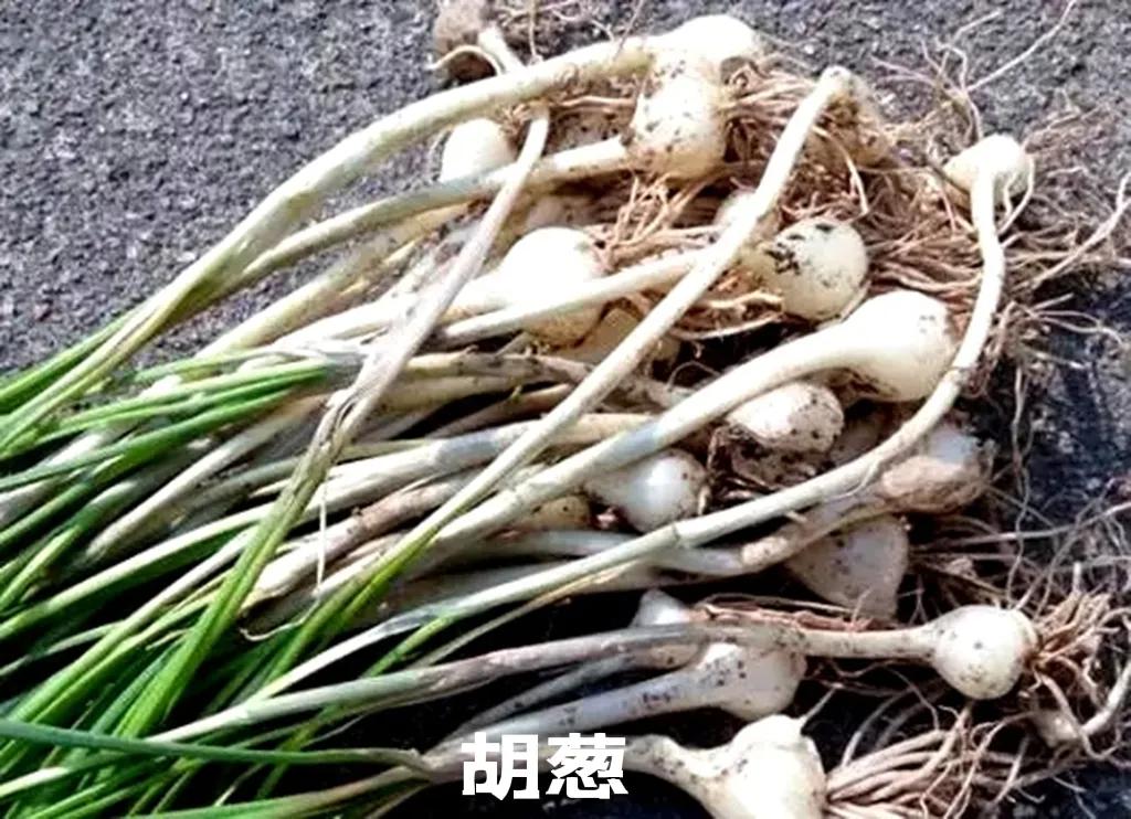 百合科葱属植物都有什么,植物学授课视频