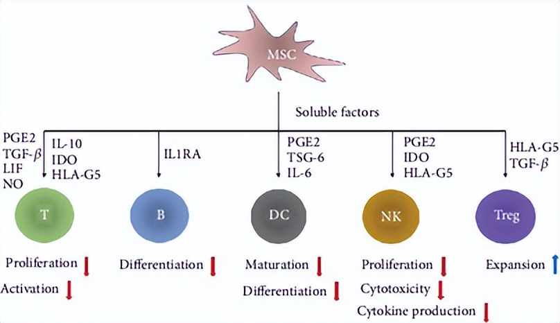 间充质干细胞能消除鼻炎吗,干细胞治疗鼻炎最新方法