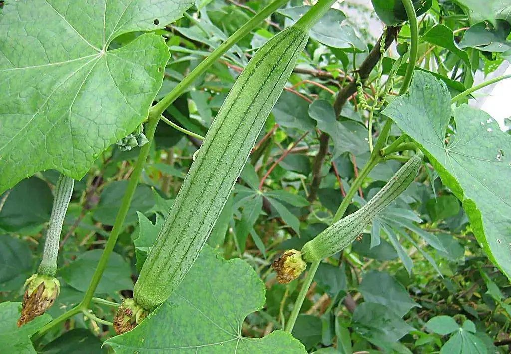 浙江人常吃的蔬菜有哪些,幼儿园常吃的蔬菜有哪些