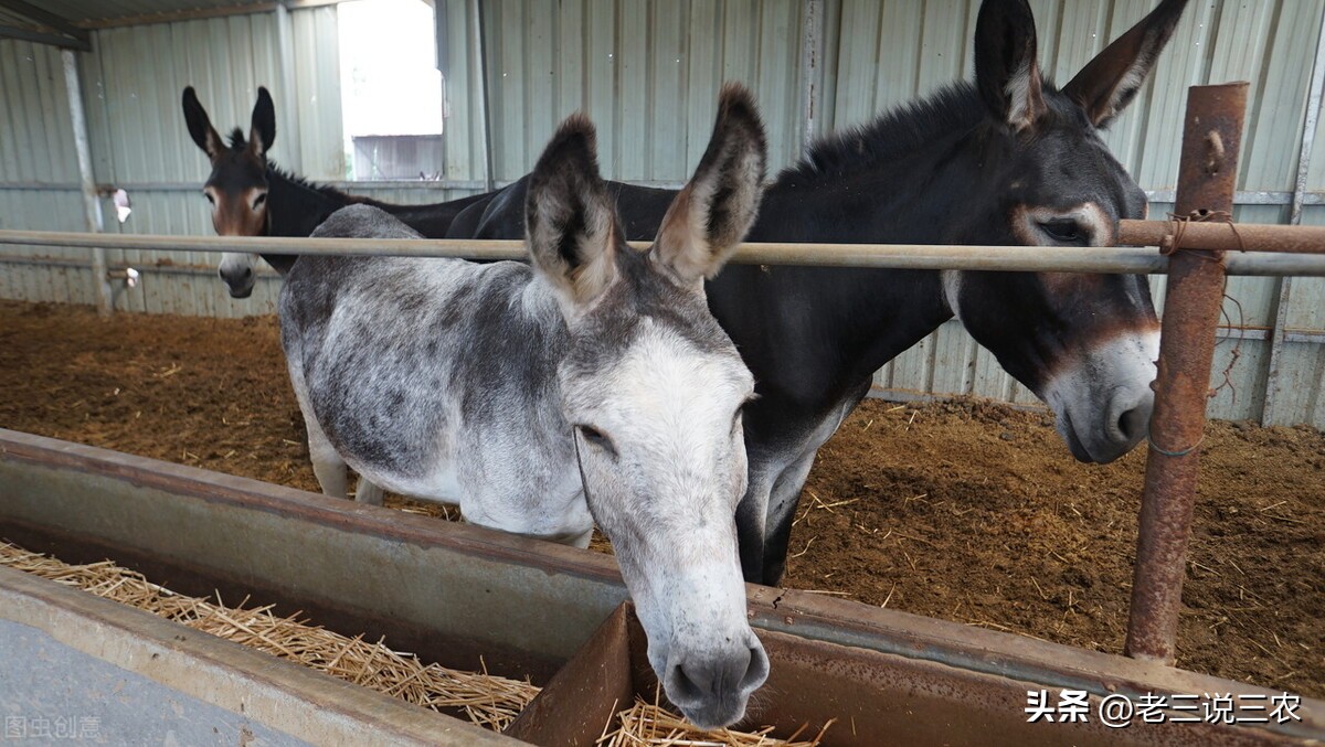 东北小伙创业养兔子,东北小伙创业搞养殖技术