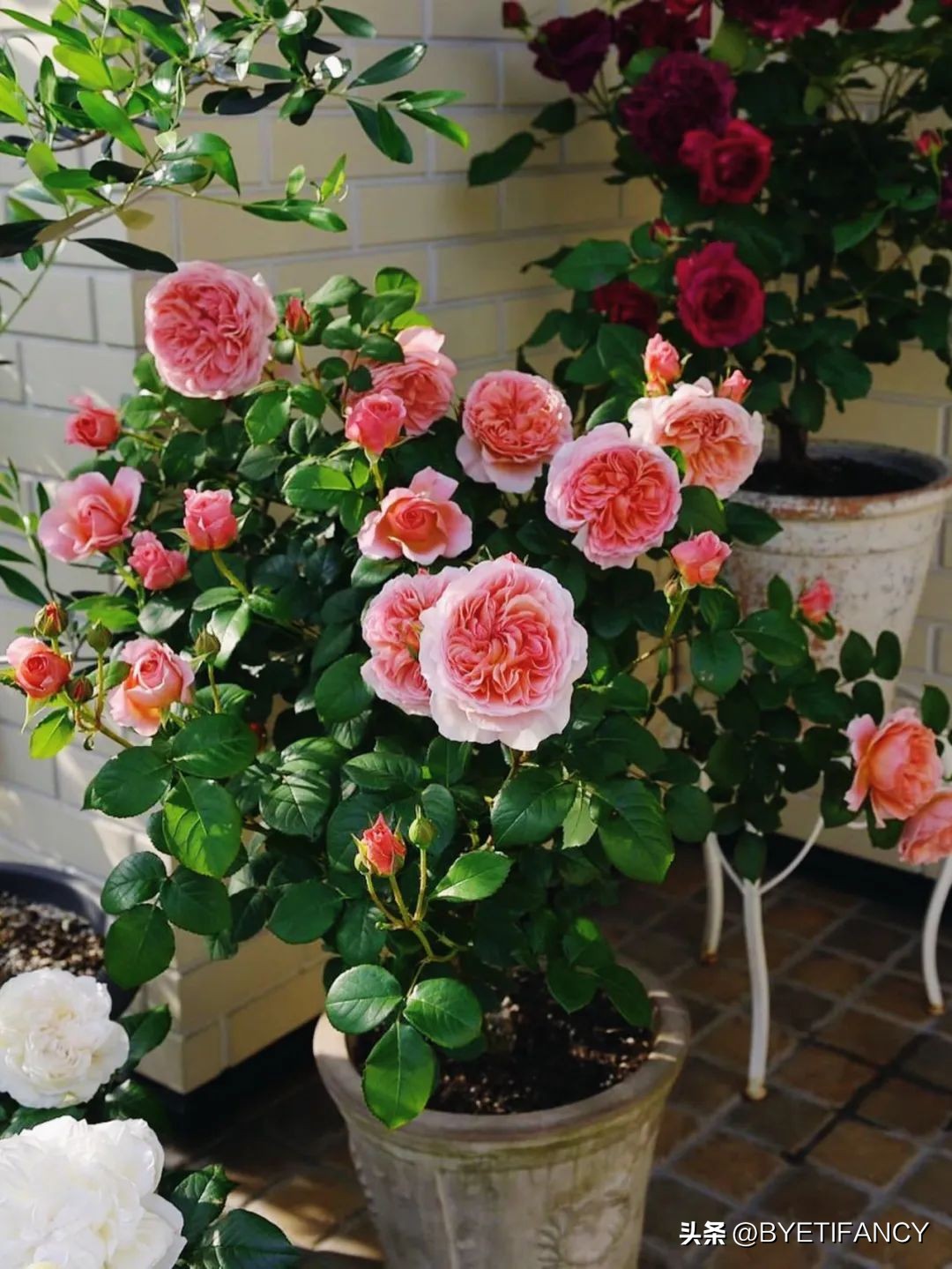 二十种常见花浇水方法,长期不在家花怎么浇水