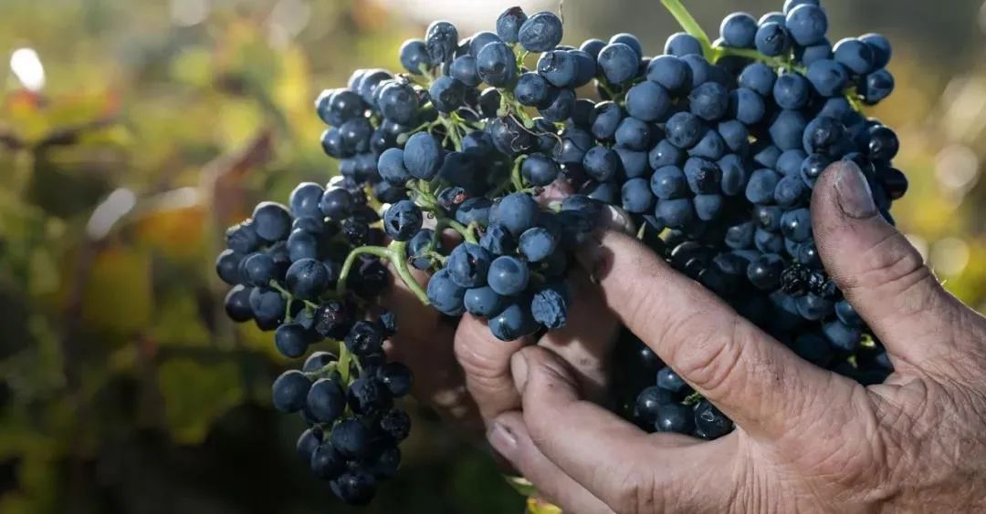 曾击败奔富葛兰许|澳洲狐溪FoxCreek珍藏西拉