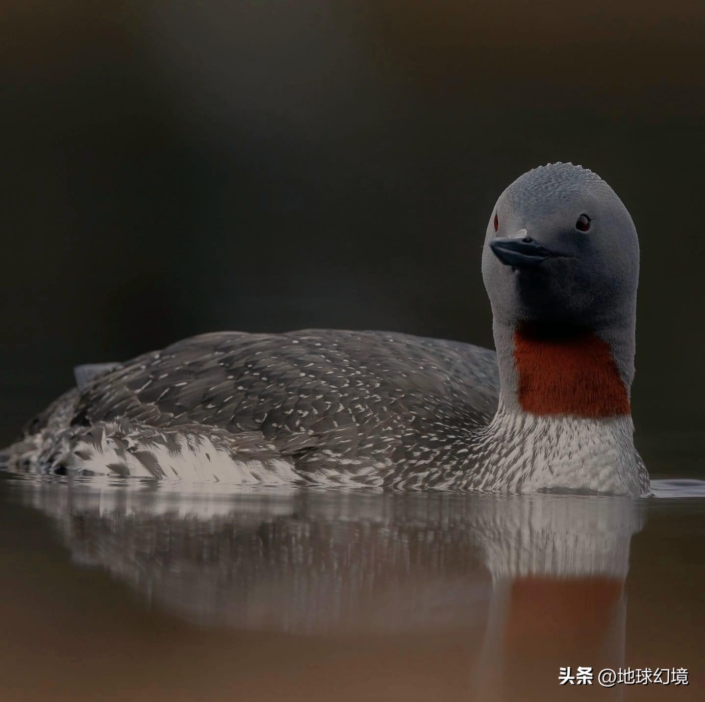21张罕见动物照：凶狠浣熊攻击鳄鱼，巨大水蛭缠腰一圈