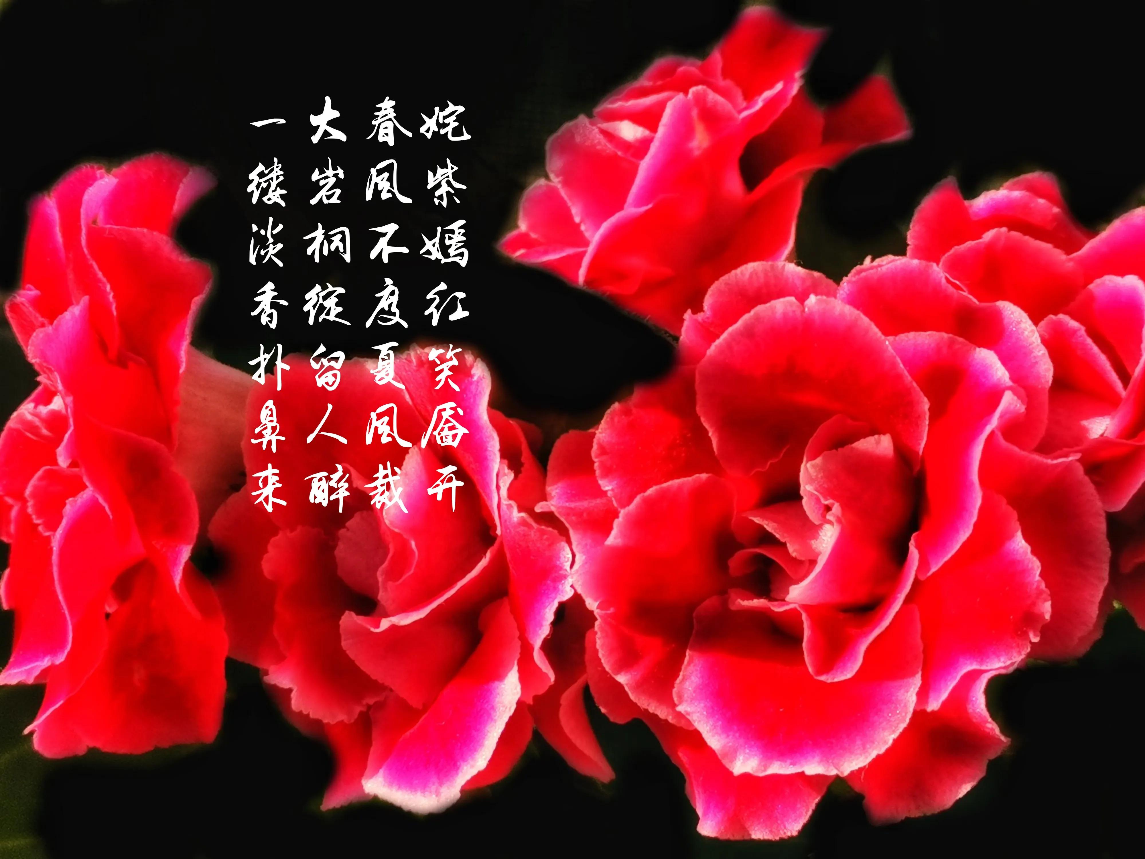 百花酿诗韵芬芳留人间（一）