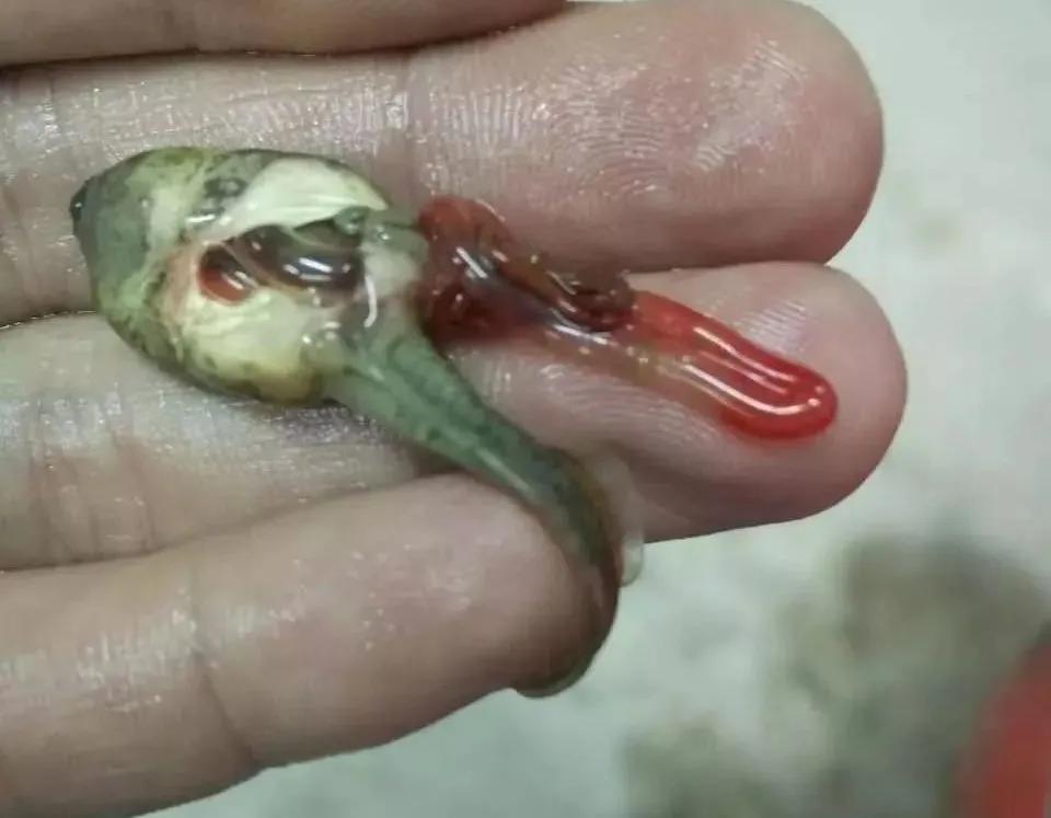 蛙类肠胃炎用什么药,蛙肠炎会感染吗