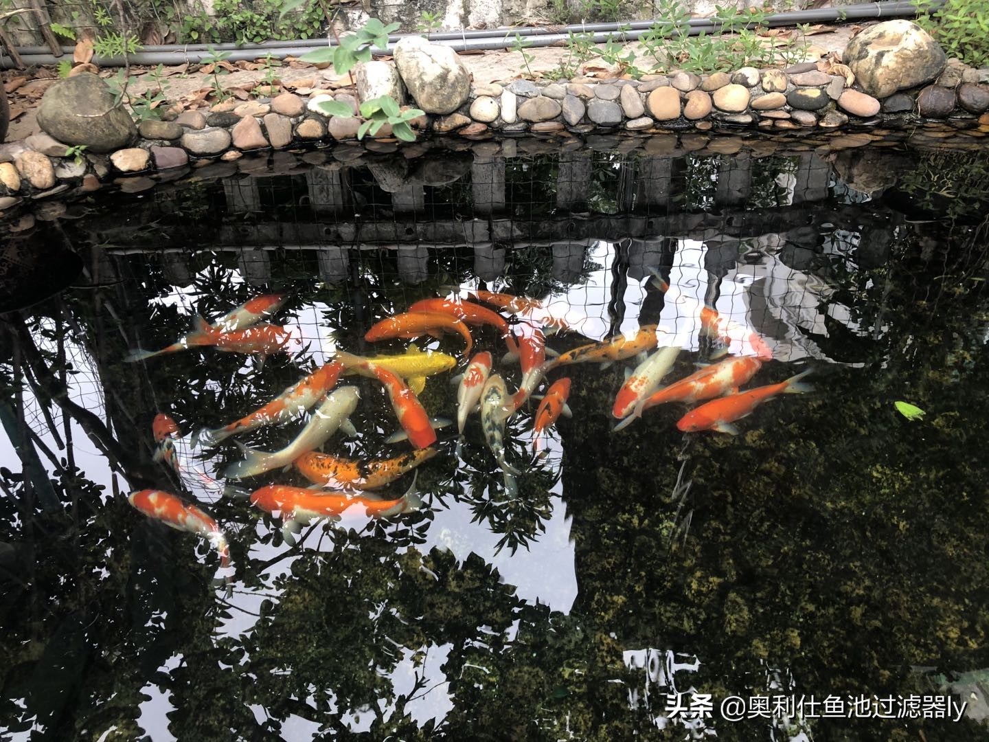 锦鲤鱼池清洗方法,鱼池里锦鲤总是死