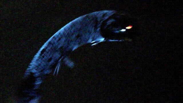 潜入深海寻找宝藏,潜入海底最深处你会发现什么