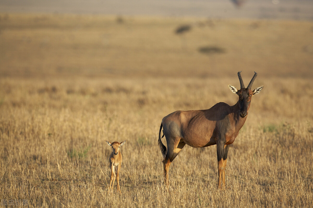 治白发脱发方子,治脱发白发的特效方