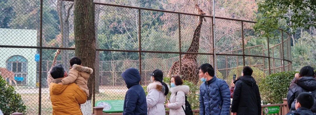 红山动物园亏损3千万网友很着急,近两年疫情原因导致亏损如何翻身