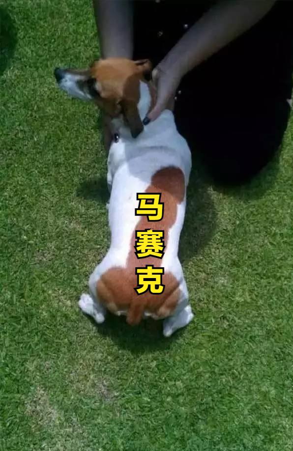 狗子毛色发亮,狗子毛色发红