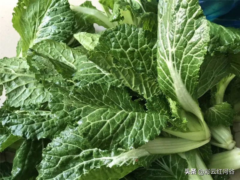 买不到菜了怎么办,买不到菜咋办