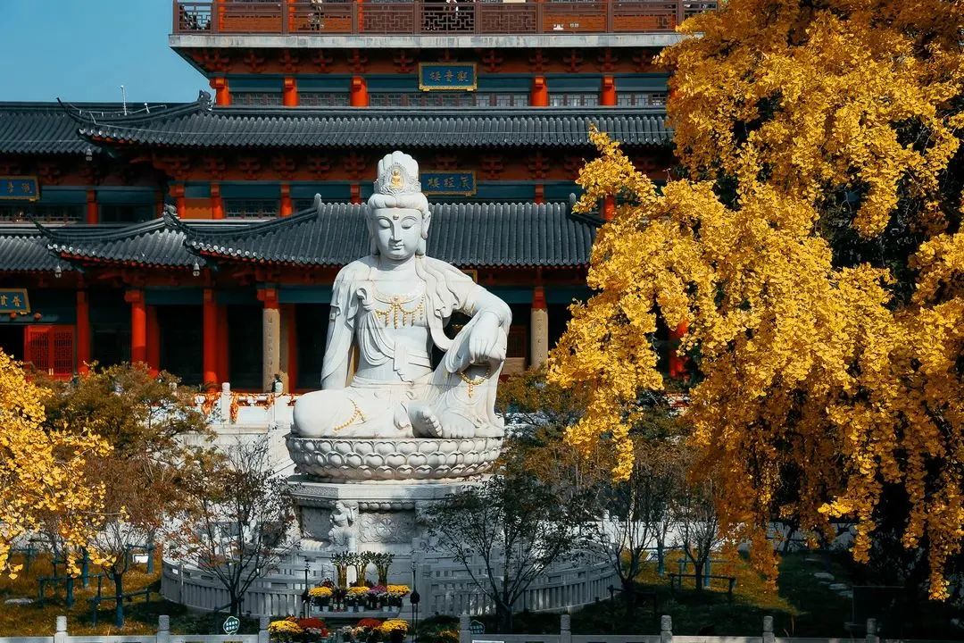 南京的法国梧桐秋天图片,南京法国梧桐秋天