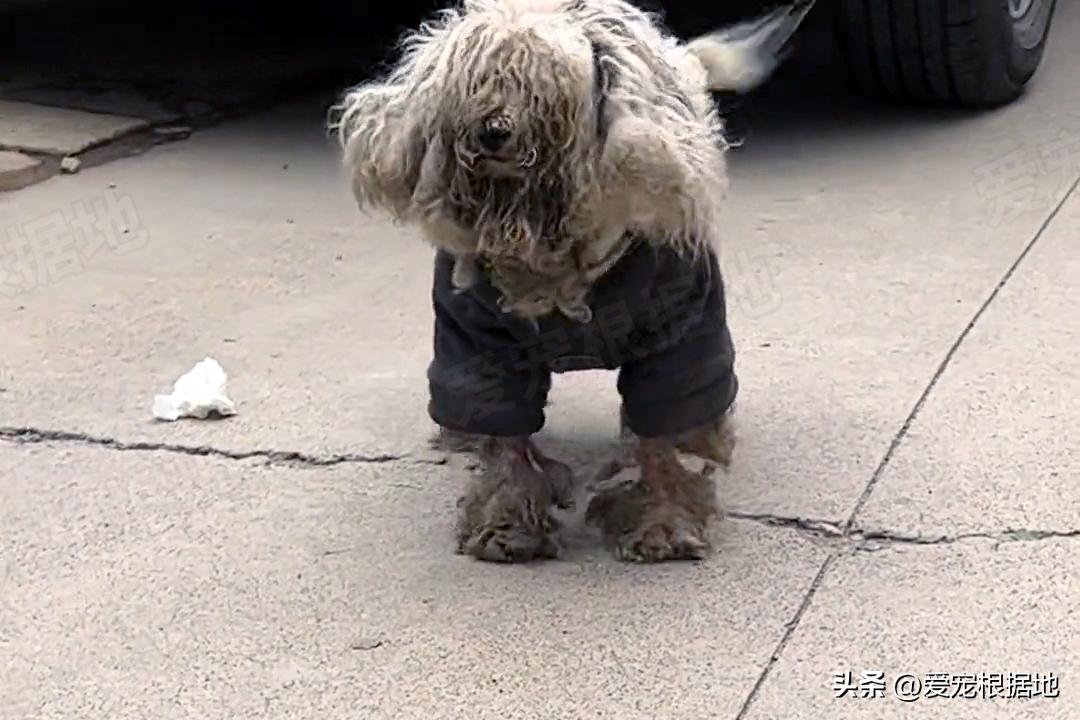 走失5个月的比熊身上还穿着棉袄,走失比熊回来了