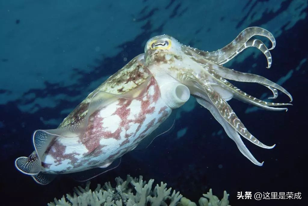 鱿鱼墨鱼鲨鱼章鱼哪个是真正的鱼,墨鱼鱿鱼和章鱼哪个营养价值最高