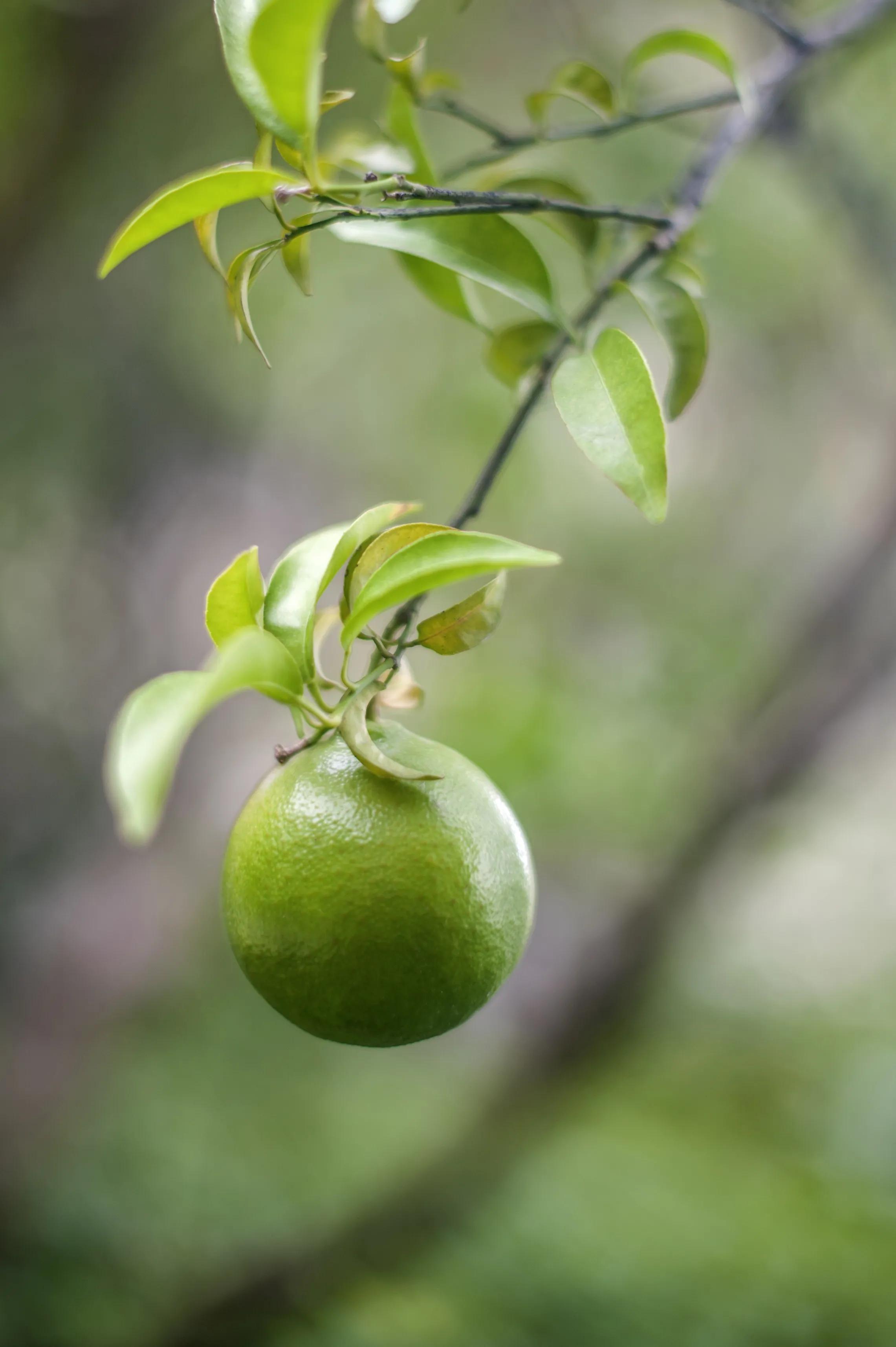 柠檬手机壁纸图片大全,柠檬高清壁纸4k全屏