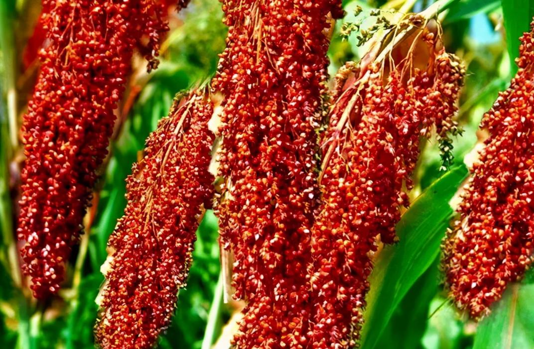 超市口粮酒最好的10款纯粮酒,盘点5款藏在超市的良心酒