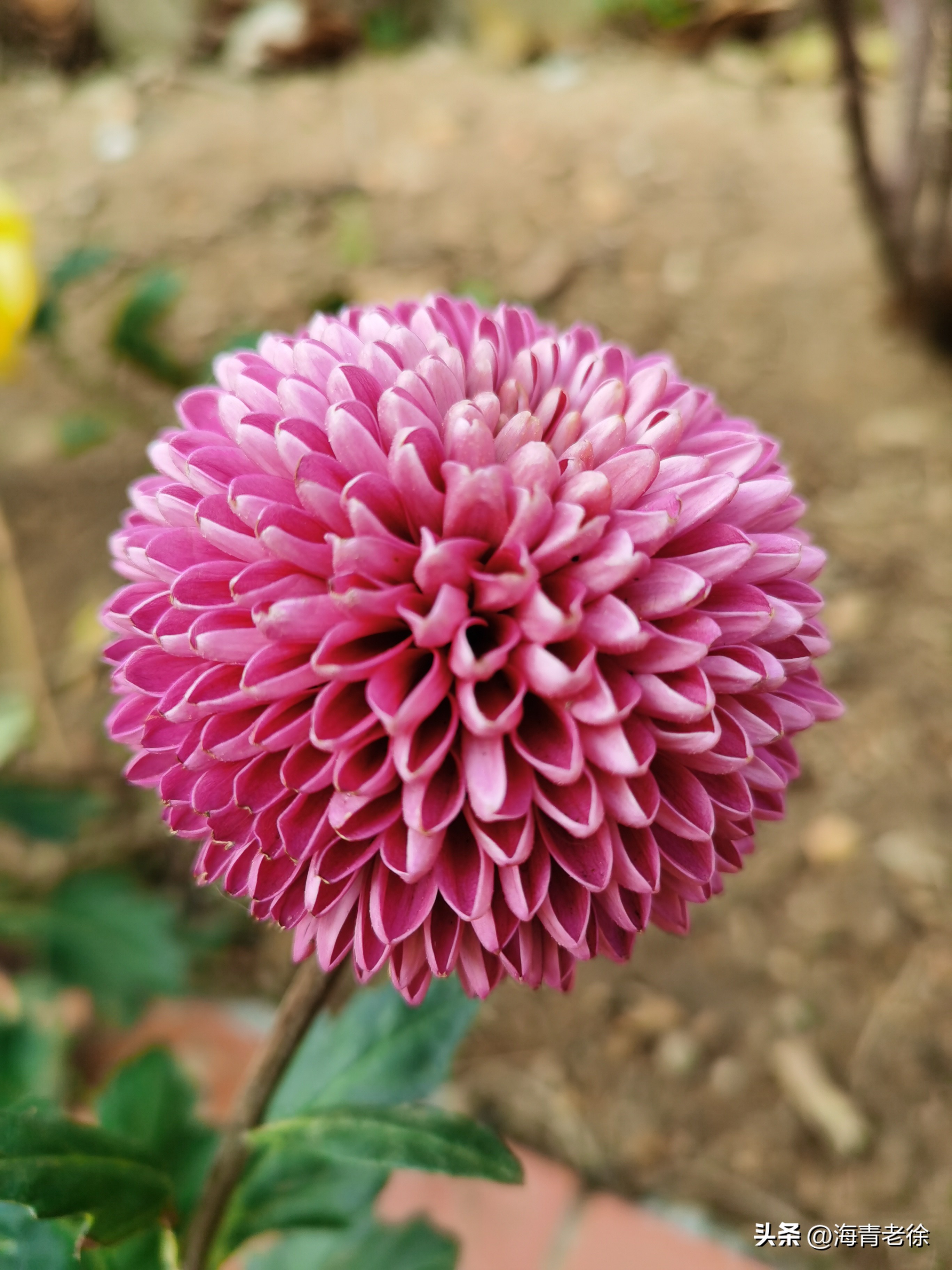 描写菊花凌霜绽妍的诗句,中国十大名花梅花图