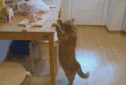 喜欢养猫，先戒掉“五习惯”，否则啥猫也养不好，看看你占了几个