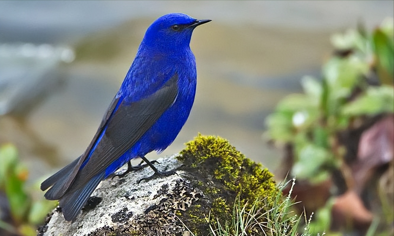 所有鸟图片大全大图,50张最佳鸟类摄影作品