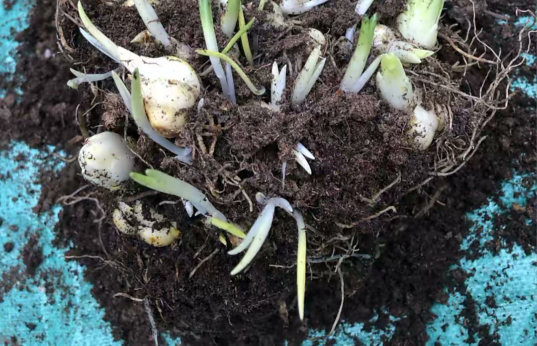 四季开花的室内盆栽种球花卉,爆盆又好养的种球花