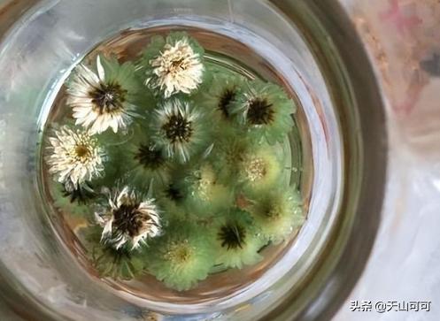 菊花茶怎么判断菊花的好坏,菊花茶白色和黄色菊花哪个好