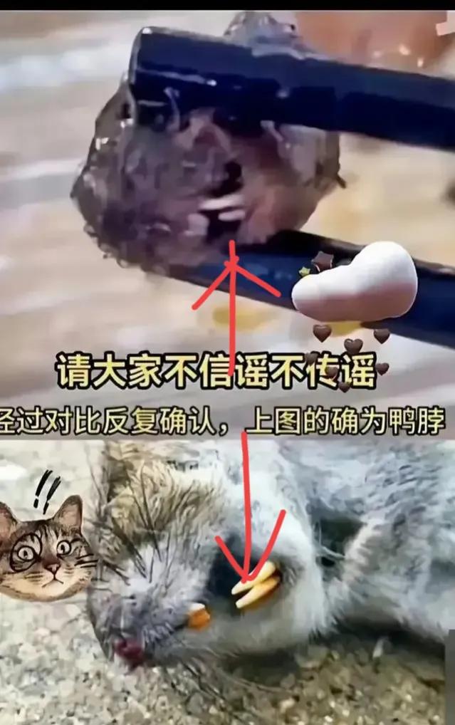 曲线反贪？江西“鸭脖门”事件再掀波澜！专家:老鼠或要立头功？