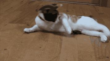 猫嘴里吐出半只蟑螂，如何消毒？在线等，急