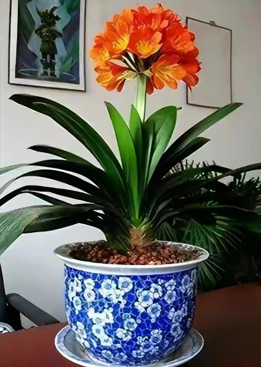 5种花浇不死浇水越多长得越旺,夏天种花早上还是晚上浇水好