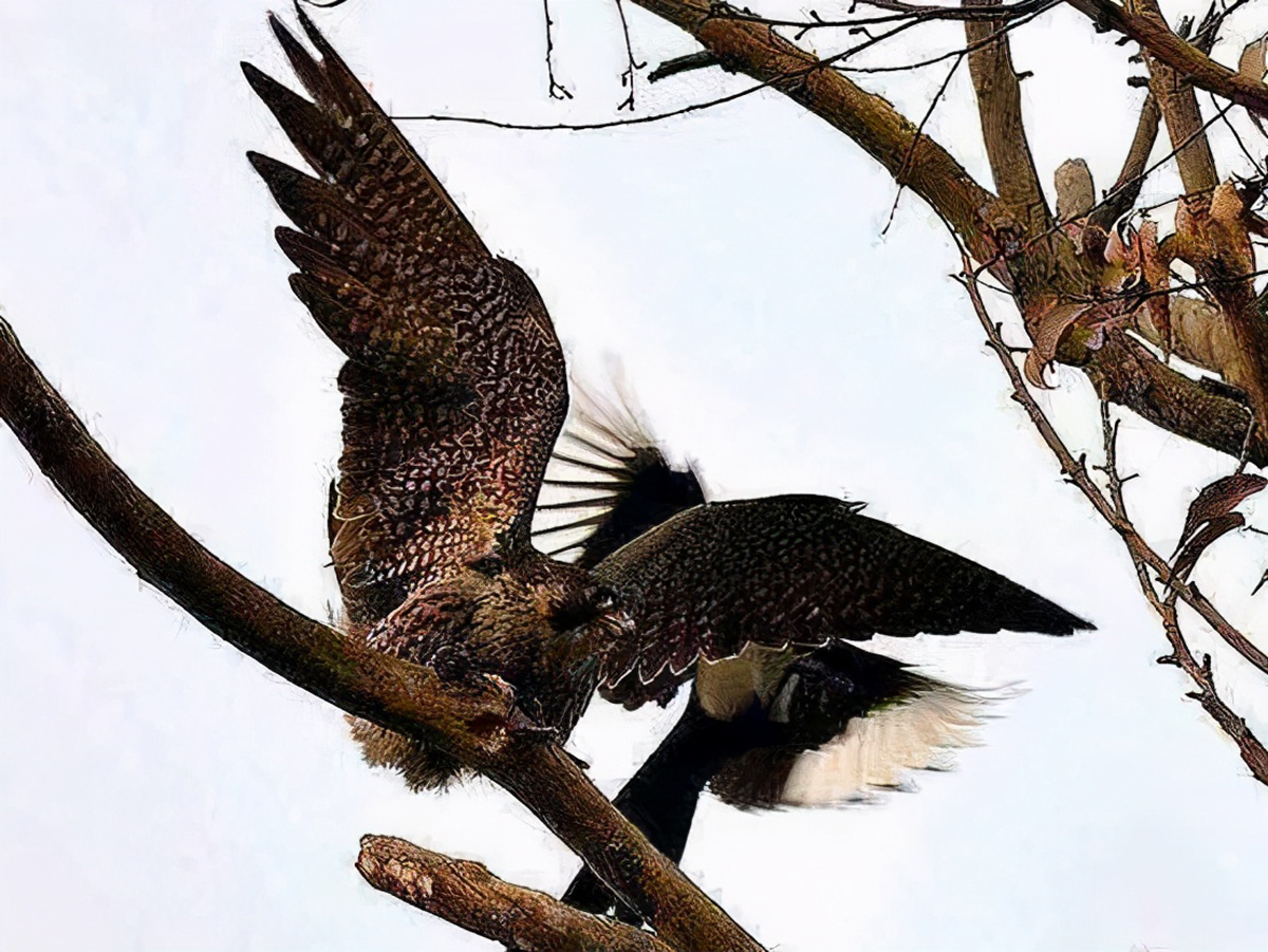 为什么老鹰敢吃喜鹊呢,喜鹊很坏为何被视为吉祥鸟