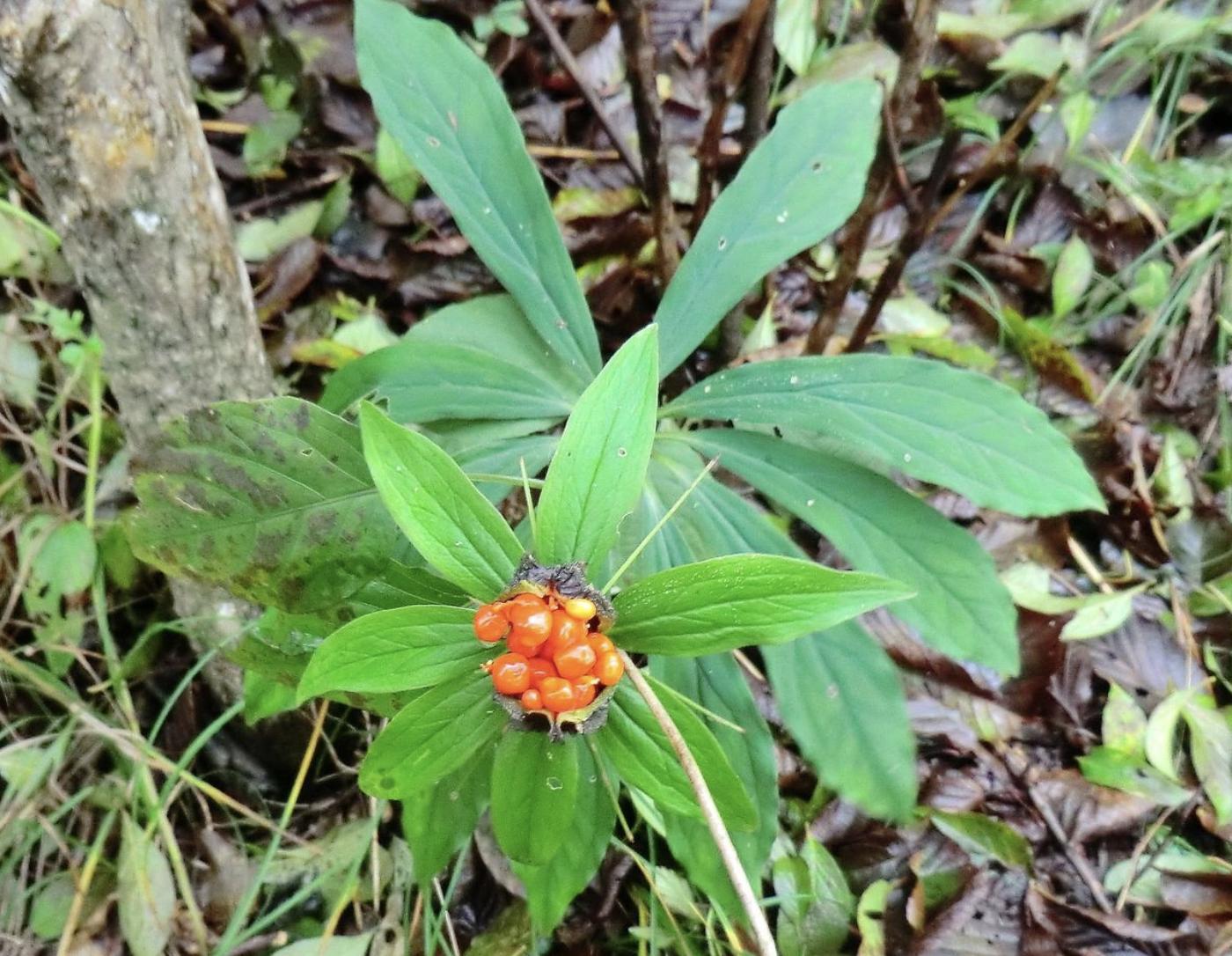 1株开1朵红花，叶片十分稀疏，但晾干后会变珍贵，价值堪比大人参