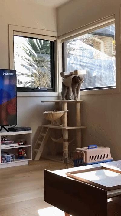 别人家的猫是液体还是固体,猫都是水做的