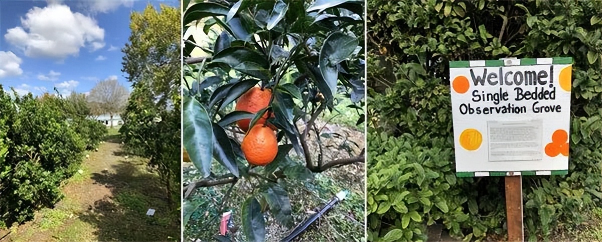 种植型家庭农场经营模式,新农田柑橘种植家庭农场