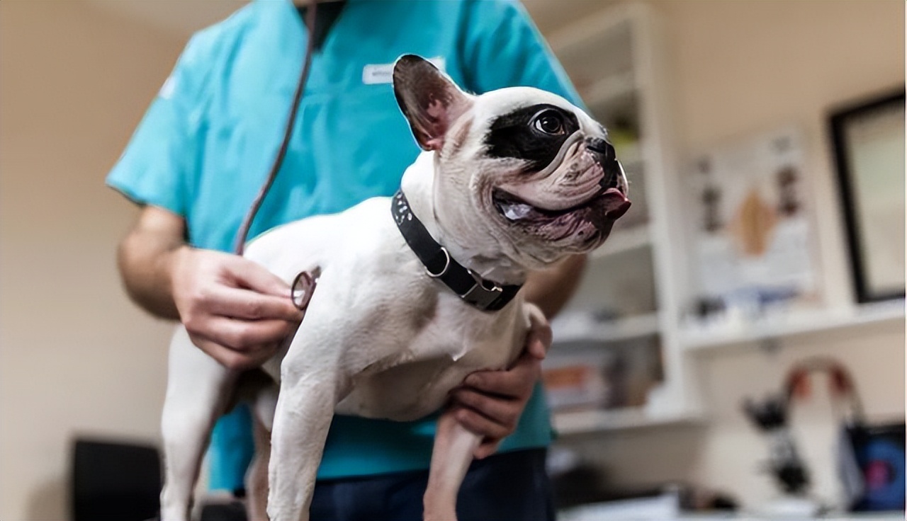 宠物生病的几大症状是什么样的呢,宠物生病的状态有哪些症状呢